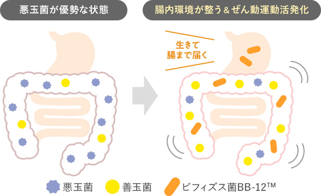 腸内フローラも一緒に整える！ビフィズス菌BB-12TMも10億個配合